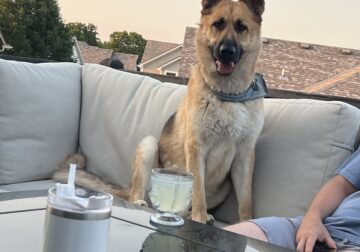 German Shepherd Male