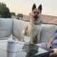 German Shepherd Male