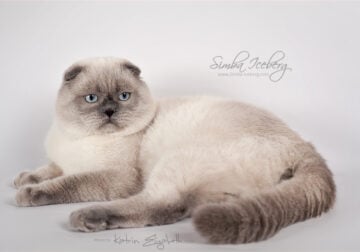 Seal point Scottish Fold