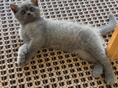 Scottish Straight kitten