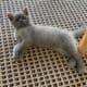 Scottish Straight kitten