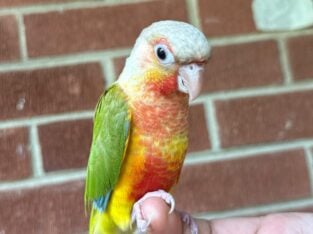 Weaned Gorgeous Conures