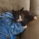 Free kittens