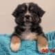 Australian Shepherd Puppies – Mesa AZ