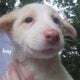Border Collie Puppies