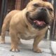 American Bully