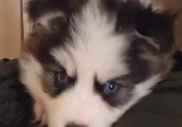 Artic Splitsky puppy – KK