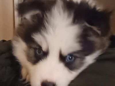 Artic Splitsky puppy – KK