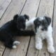 CKC Registered Miniature Schnauzers