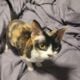 Female Devon Rex