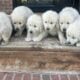 English golden retriever puppies