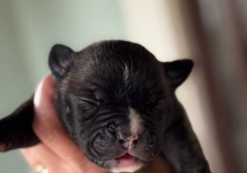 Female American Bulldog Puppies