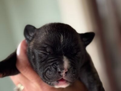 Female American Bulldog Puppies