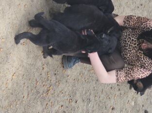 Germany shepherd puppies born 28th of February