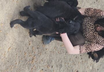 Germany shepherd puppies born 28th of February