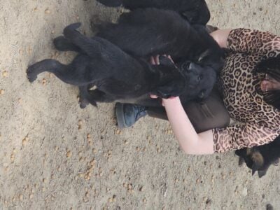 Germany shepherd puppies born 28th of February