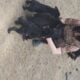 Germany shepherd puppies born 28th of February