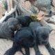 Charcoal lab Male and 2 black female puppies