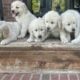 English golden retriever puppies