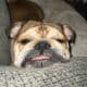 English bulldog female