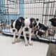 Frenchton bulldog puppies