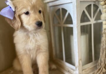 Golden Retriever Puppies