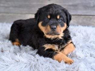 AKC Rottweiler For Sale Fredericksburg OH Brutus
