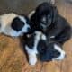 Saint Bernewfie Puppies