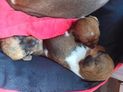 Half Shih Tzu half Dacshund pups 3 weeks old today