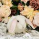 Purebred Mini Plush Lops