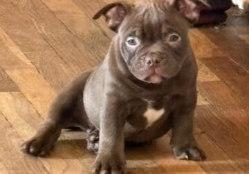 forever homes needed