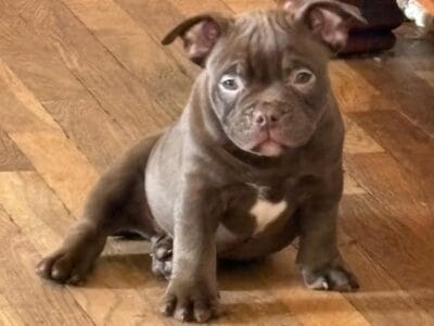 forever homes needed