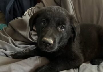 READY FOR FUREVER HOME