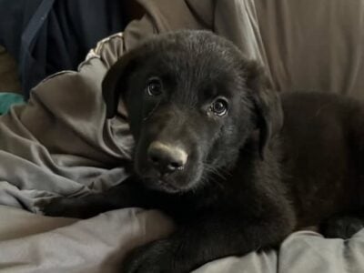 READY FOR FUREVER HOME