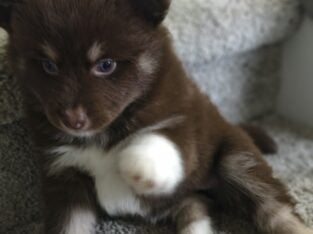 Ponsky puppies