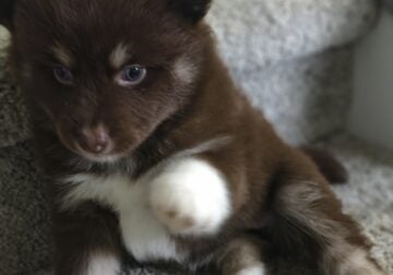 Ponsky puppies