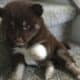 Ponsky puppies