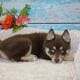 Pomsky Puppies