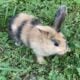 Harlequin Rabbit in Ohio