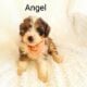 Mini Bernedoodle puppy Angel