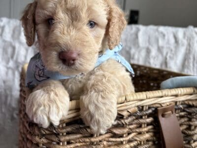 Rocky – male mini newfypoo – ready June 12!