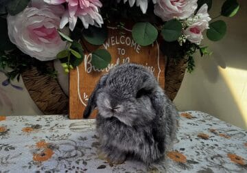 Chinchilla boy Holland lop