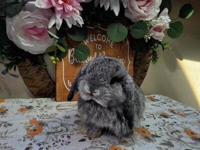 Chinchilla boy Holland lop