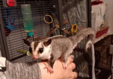 Sugar Gliders
