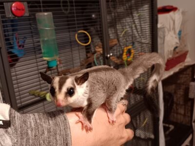 Sugar Gliders