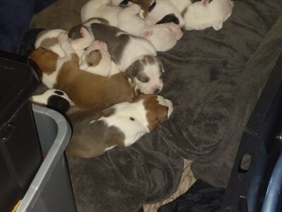 Boxer/pit puppies