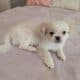 Pekingese female 6 month old vaccinated  very affe
