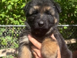 Puppies for sale