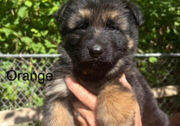 Puppies for sale