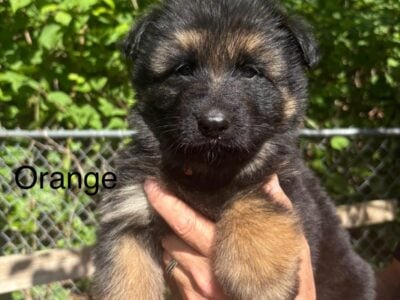 Puppies for sale